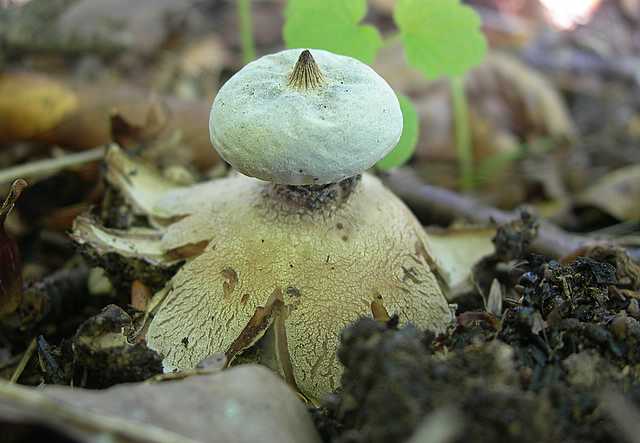 La flora micologica del Leymenthal